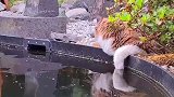 每当猫咪心情不好，小鱼都会轮流过来安慰