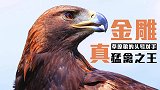 被称为猛禽之王的金雕，能不能捕杀狼？这段视频给出了答案