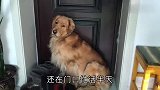 主人外出不带金毛，小狗子在家里急得上窗台了，这小样太可爱了！