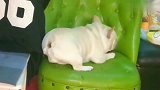 每次一和美国斗牛犬吵架，斗牛犬就生气成这样，脾气太大了！