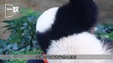 世界上最珍贵的熊，被称为国宝界中的极品，如今在动物园备受宠爱