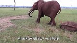 大象发疯一样用头撞大树，男子走近一看，立刻打电话呼救！