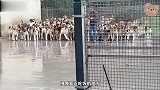 成千上万只狗狗被关进笼子，一到饭点，全部有序地排好队