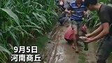 村民趁雨停赶挖山药，吃饭简单应付一下，幸福都是奋斗出来的！