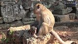 贝文猴宝特别黏布莱克妈妈，不管什么时候始终将宝宝抱在怀里！