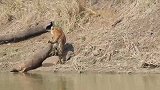 老虎妈妈在湖边捕获水鹿，带着两只虎宝宝回来大餐