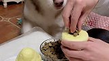 狗子对吃方面很讲究