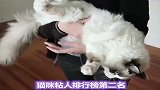 拥有神仙颜值的猫猫