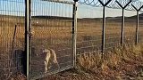 这样的野狼牧民们该怎么防？