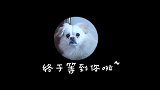 下雨天，你们遛狗吗下雨天遛短腿“龅牙”球，狗肚皮好脏哟！