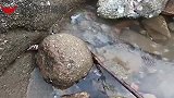阳光渐暖海货都跑出来，赶海连抓肥货，拿回去原汁原味