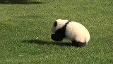 不愧是国宝,走出珍贵的象征