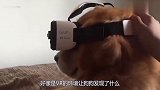 这主人太缺德,给自家猫和狗带上VR眼镜,猫咪反应太搞笑