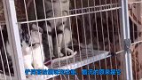 铲屎官给猫咪称体重，原来最沉的是它，果然是肥猫！