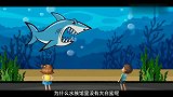 为什么所有水族馆里都没有有大白鲨？