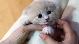 别人家的小猫好可爱，我也好想养一只