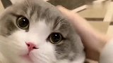 小猫咪只会窝里横，被陌生人抱着吓得一动不动
