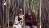 大猩猩与游客合影花式摆拍