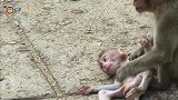 母猴通过踩踏来教训小猴并且逃离摄影师！