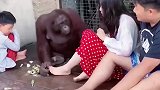 这货开灵智了吧？被嫌弃了