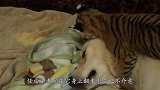 狗狗尽心抚养小老虎，半年后关系发生颠覆逆转，让人十分意外！