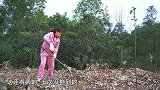 包立春提回半边鱼，桃子姐做一盘剁椒鱼头，配上面条，吃爽了