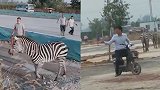 河南一动物园斑马出逃上路 骑车大叔瞬间看懵圈