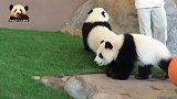 熊猫宝宝樱浜乖乖喝盆盆奶，嘴馋的妹妹也凑过来，结果遭奶妈劝阻