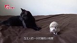 猫咪和刺猬打架，谁能更胜一筹？镜头拍下全过程