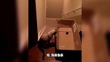 猫咪：快看看你干的什么缺德事呐！