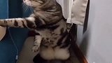 果然, 母老虎, 发威起来, 猫咪也会瑟瑟发抖