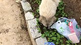 三花猫受伤回家后凶自己女儿，该是斥责还是体谅？