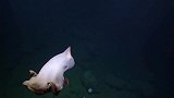 海底出现一怪异生物，有着大象的外表却酷似章鱼，到底是啥来头