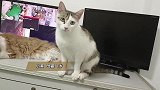 救助猫咪行动在路上，不爱请不要遗弃并伤害它们