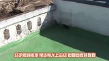 男子翻修屋顶，掀开瓦片瞬间，发现下面藏着数百只动物