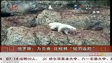 俄罗斯北极熊为觅食“铤而走险” 爬悬崖偷鸟蛋