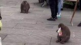 峨眉山的猴子就是厉害