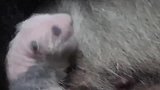 当熊猫突然想起娃是亲生的，反转的时候也太可爱了