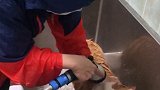 皮皮洗澡特别乖，定住了