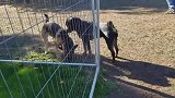 罗威纳犬公园遛弯 狗狗战斗力不行就别招惹人家了