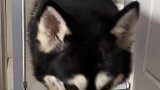 狗：睡觉都不安分，吓得我直冒冷汗