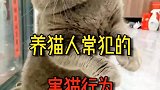 养猫人常犯的害猫行为！