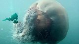日本渔民的恶梦？巨型水母压翻渔船，毒死鱼获而毫无办法