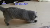 胖公猫追激光笔玩，动作笨拙像只胖熊，橘猫见猫妈过来吓得不敢动