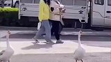 高校内大鹅日常“遛弯”