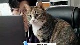 全网第一个学会剪辑的小猫咪