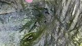 冬眠的螃蟹，躲在青苔下面，一抓就抓一窝