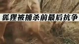 狐狸被打伤后即将被捕杀，突然口咬枪管做最后抗争！