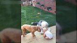 家里两个狮子狗，玩起了皮球，这场面热闹透了啊！