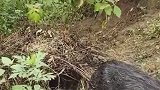 在山上遇到一窝野猪，原来野猪窝是这样的，小野猪应该还没满月吧